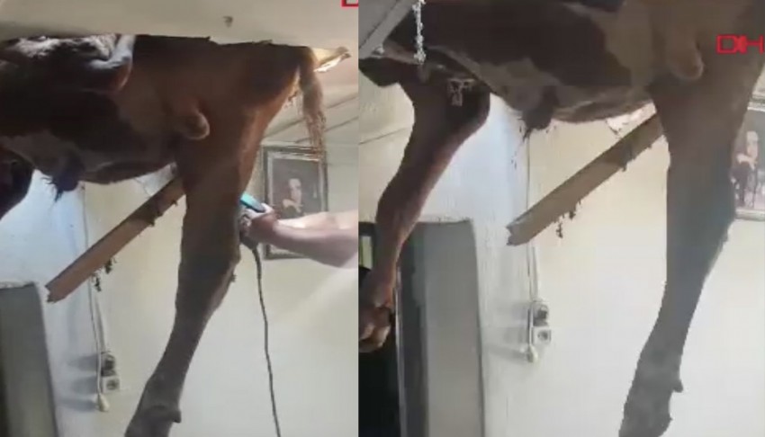 Kaçan boğa evin çatısına düştü
