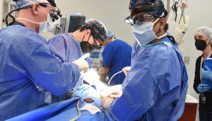 Organ naklinde çarpıcı araştırma: Yaşlı kalpler gençleşebiliyor
