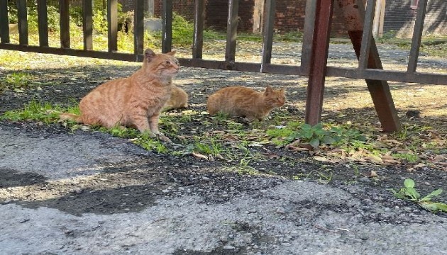 Hayvanseverler tepki göstermişti: Kedi kapanları kaldırıldı!