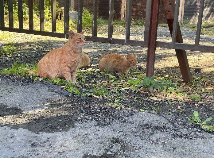 Hayvanseverler tepki göstermişti: Kedi kapanları kaldırıldı!