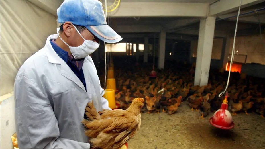 Kuş gribi Covid-19 dan daha tehlikeli olabilir!