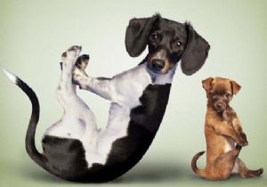 Köpekler, yaşam kalitesini arttırıyor!