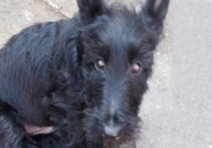 Ünlü Sunucu Köpeğine DROGBA İsmini Koyarsa!