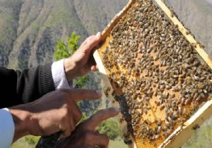 Karadeniz İncisi: