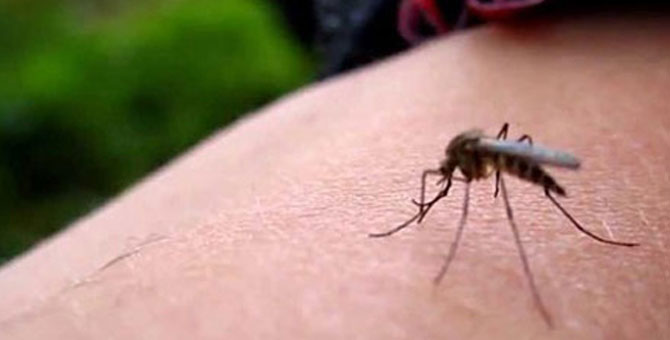Uyarı: Zika tehlikesi Türkiye de!