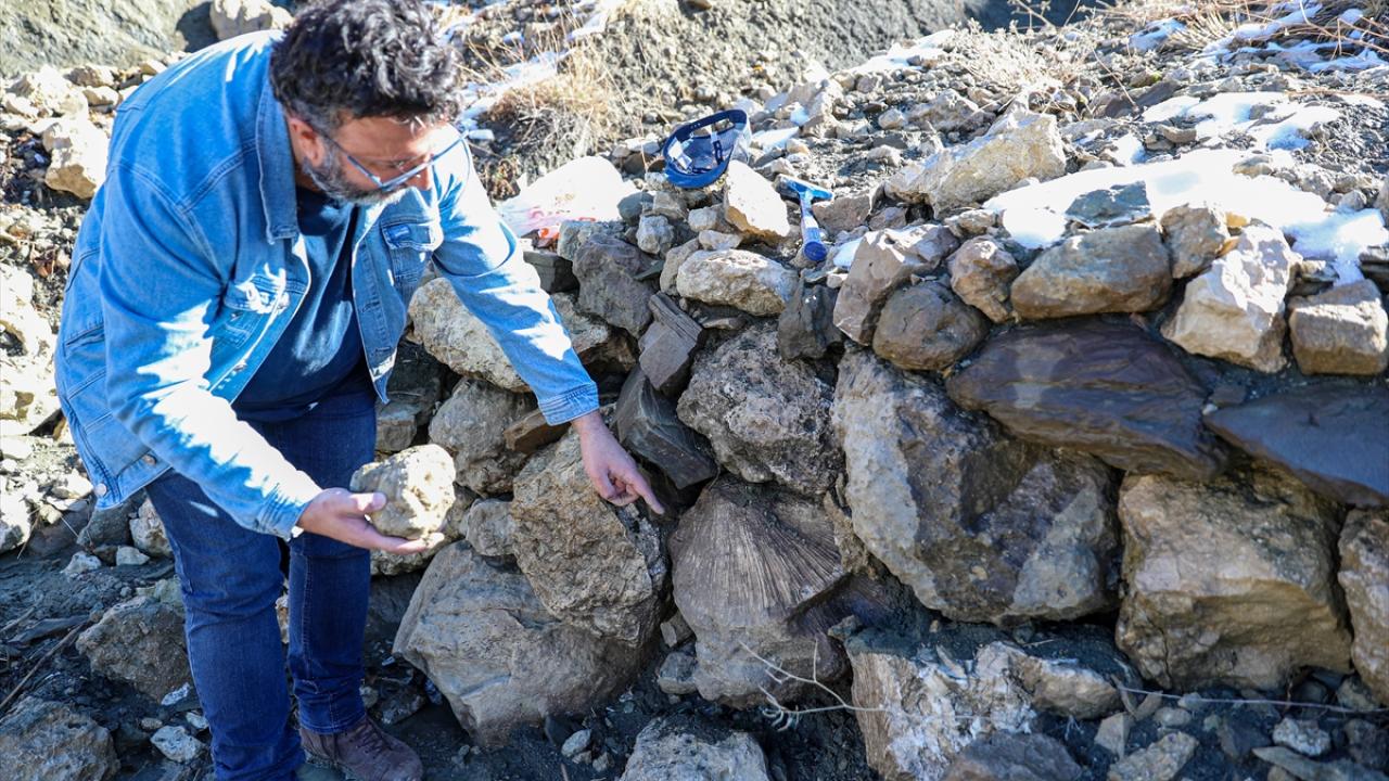 Bingöl’de 50 milyon yıllık deniz canlısı fosili bulundu