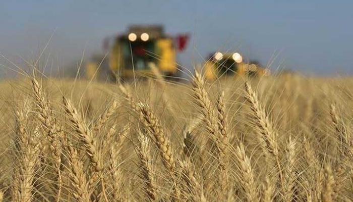 Hindistan buğday satışını yasakladı
