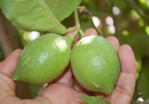 Limon fiyatı uçtu!