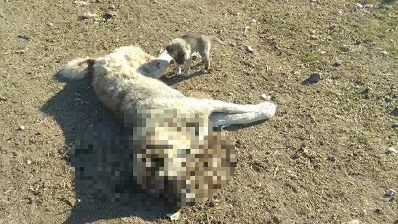 22 köpek zehirlenerek öldürüldü