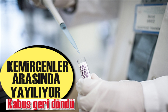 Kemirgenler arasında yayılan yeni corona virüs tespit edildi