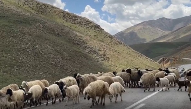 Kurbanlık satmak hayal oldu