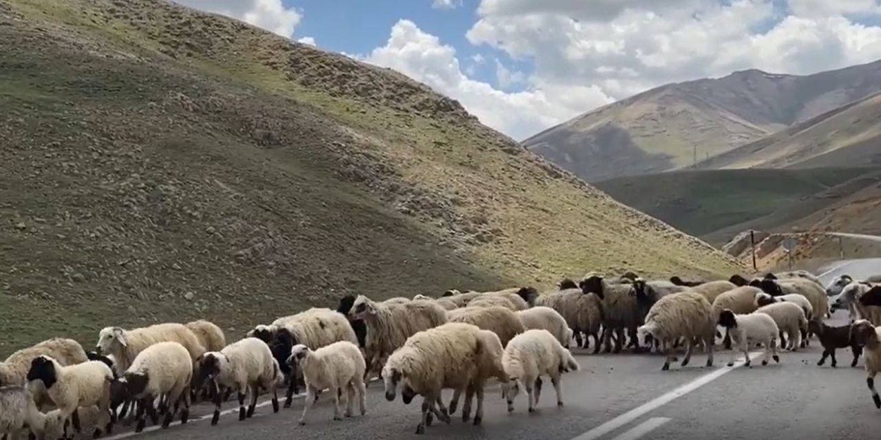 Kurbanlık satmak hayal oldu