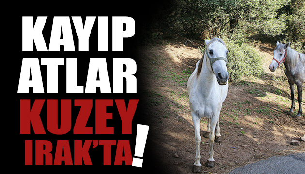 Kayıp atlar Kuzey Irak’ta!