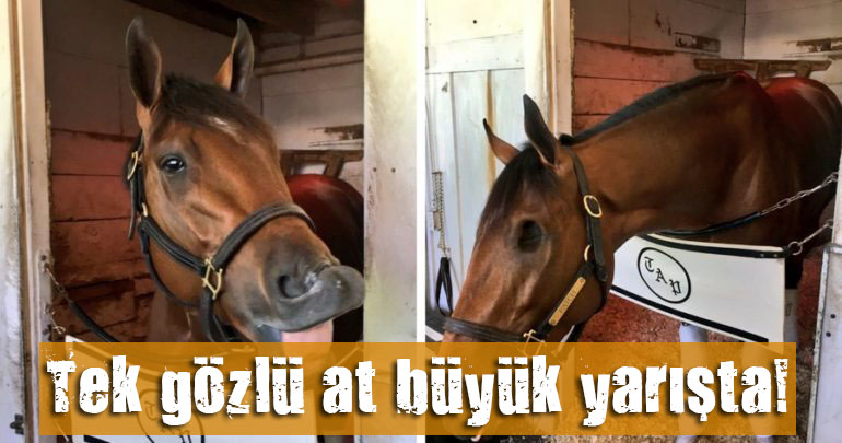 Tek gözlü at büyük yarışta