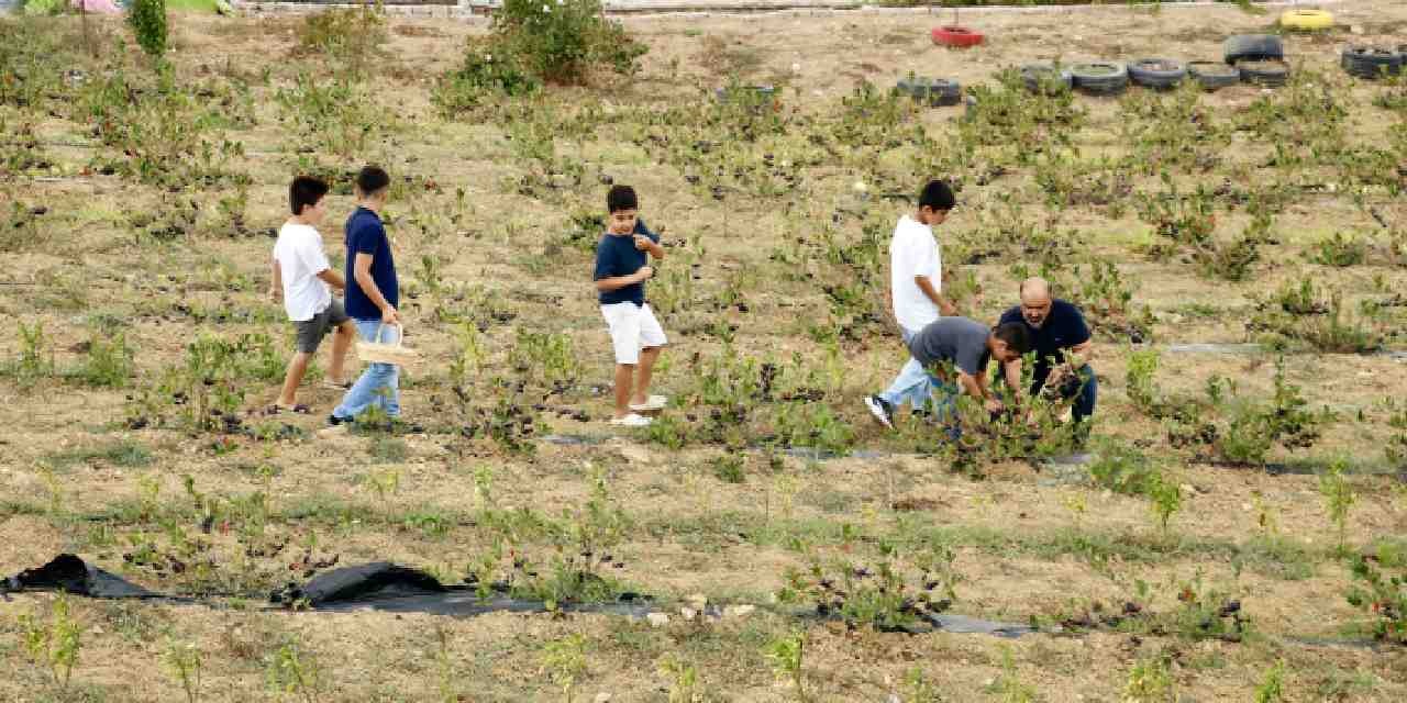 3 yıl önce yetiştirmeye başladı, mide rahatsızlığına çareyi getirdi