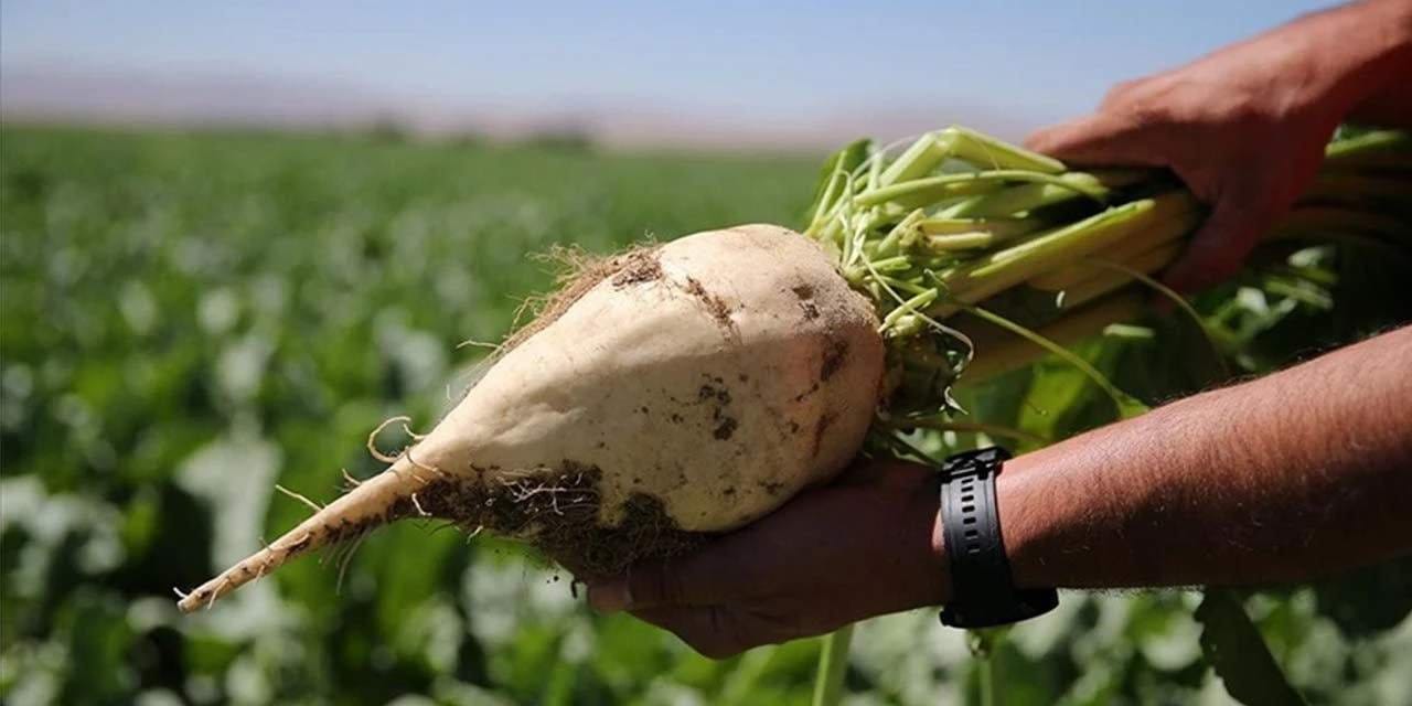 Şeker pancarı fiyatı netleşti