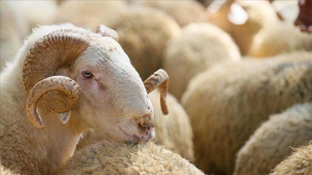Kurban kesecekler dikkat! Resmen açıklandı