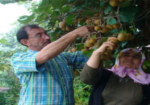 Bataklığı Bahçe Yaptı Kivi Kralı Oldu