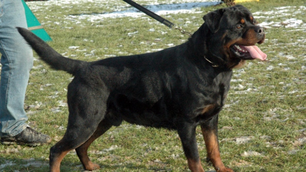 Rottweiler cinsi köpek saldırısı