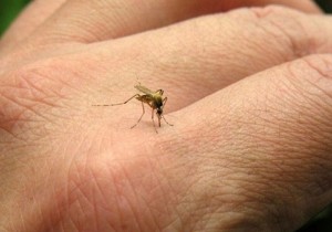 Zika virüsünün DNA dizilimi keşfedildi