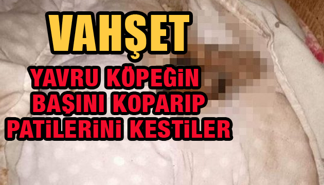 Vahşet! Yavru köpeğin başını kopartıp patilerini kestiler