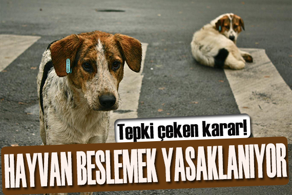 İran dan flaş karar: Evlerde kedi-köpek beslemek yasaklanıyor!