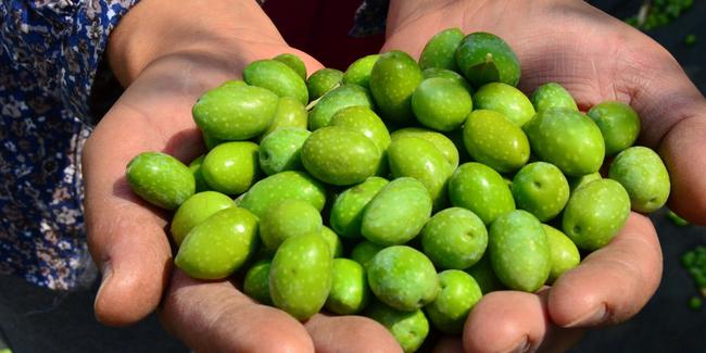 Zeytin üreticisi prim desteği istiyor