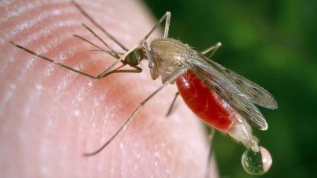  Batı Nil Virüsü  can alıyor: 11 ölü