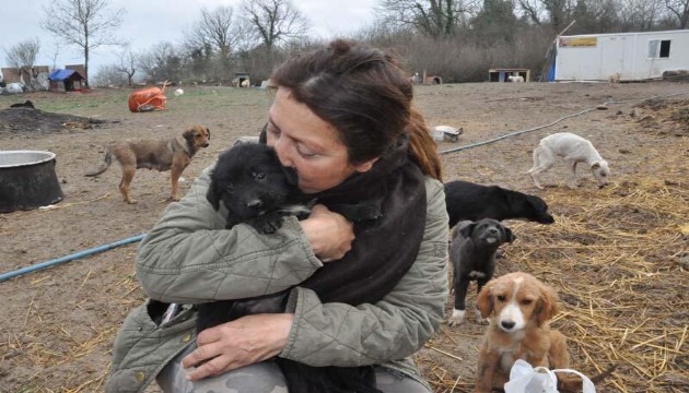500 köpeğin bakıldığı barınağa yıkım kararı geldi!