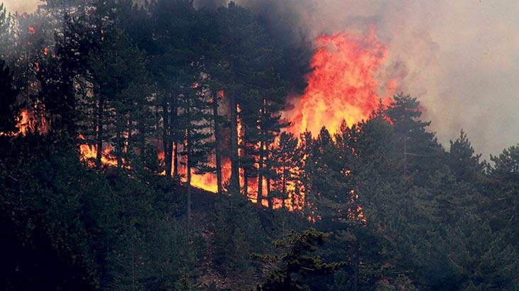 İzmir Menderes te orman yangını