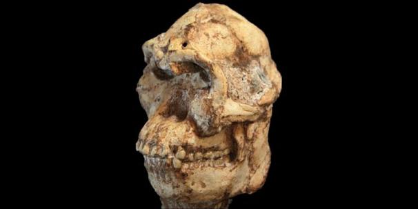 Yarı maymun yarı insan beynine sahip hominid fosili
