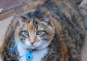 Kedi Değil Sanki Aslan Yavrusu