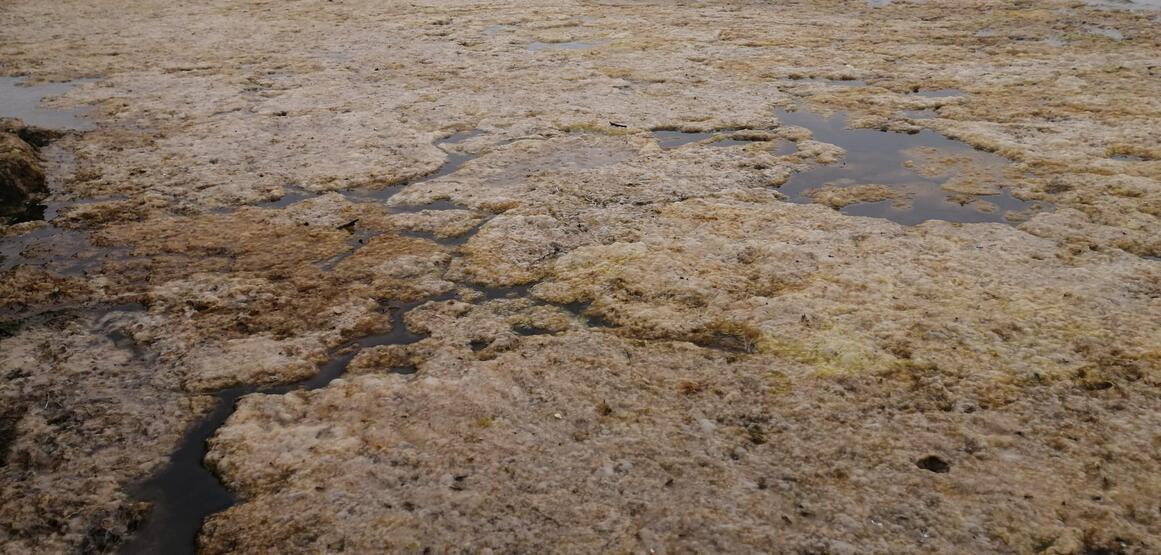 Büyükçekmece Gölü nde yosun istilası