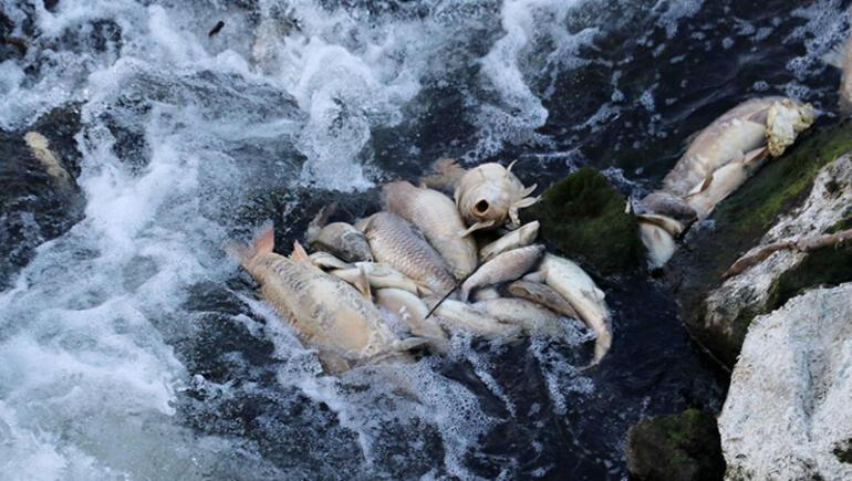 Ceyhan Nehri nde korkutan tablo: Binlerce balık kıyıya vurdu