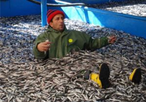 Balıkların Fiyatı Tezgahlara Nasıl Yansıdı? Hangi ilimizde ucuz hangi ilimizde pahalı!