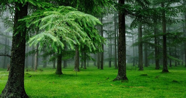 34 gün ormanda kalan anne ve çocukları kurtuldu!