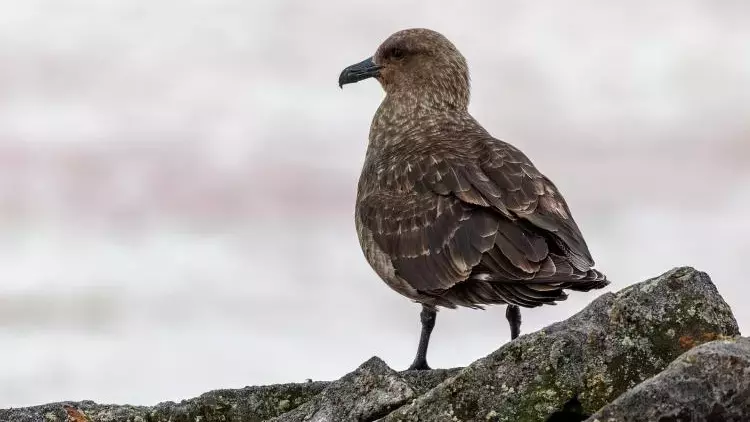 Ülkede kuş gribine ilk kez rastlandı