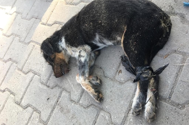 Yavru köpeğin dört ayağını bağlayıp denize attılar!