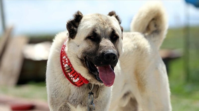 Sivas Kangal köpeklerine çip takılıyor!