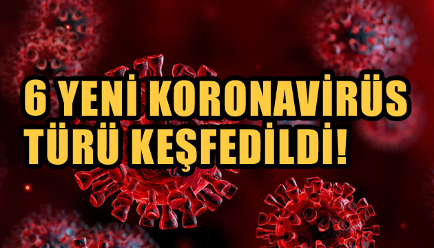 6 yeni koronavirüs türü keşfedildi!