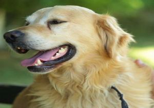 Kanseri Koklayan Köpek!