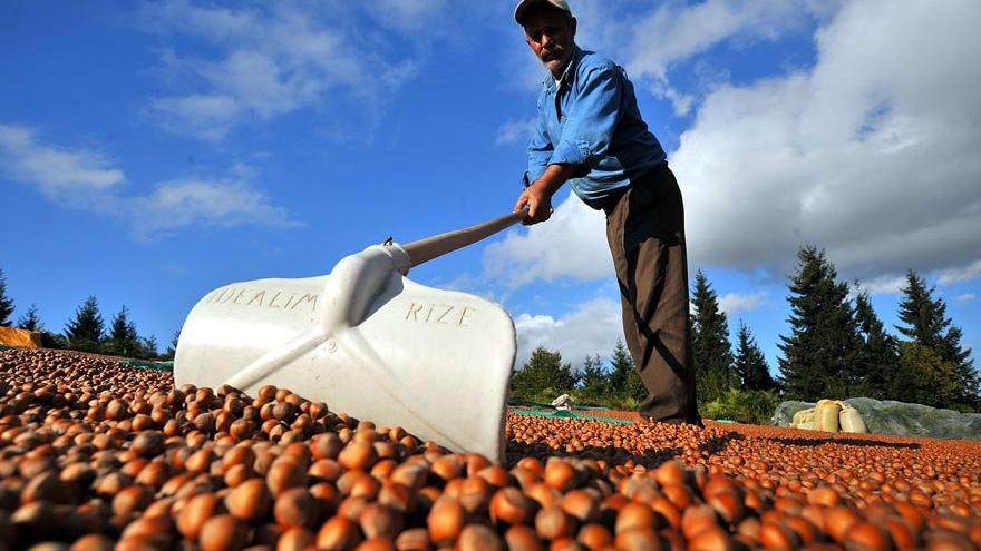 Üreticiler isyanda! Fındığa kur korumalı fiyat talebi