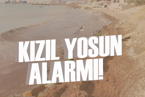 Marmara Denizi nde kızıl yosun alarmı