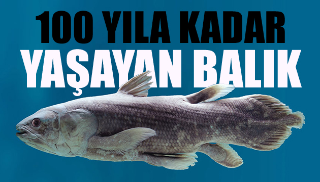 100 yıla kadar yaşayabilen balık