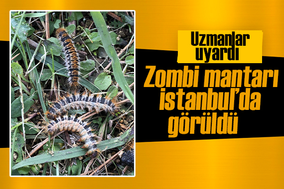 Uzmanlar uyardı: Zombi mantarı İstanbul da görüldü