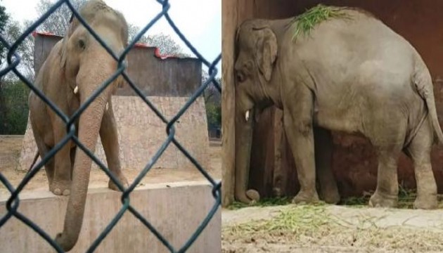 İşkence gören fil 35 yıl sonra esaretten kurtuldu