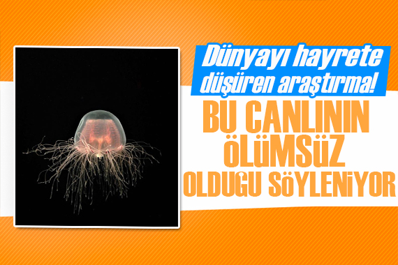 Çığır açacak araştırma! Bu canlının ölümsüz olduğu söyleniyor