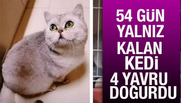 Evde 54 gün yalnız kalan kedi dört yavru doğurdu