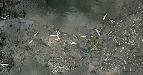 İstanbul da toplu balık ölümleri