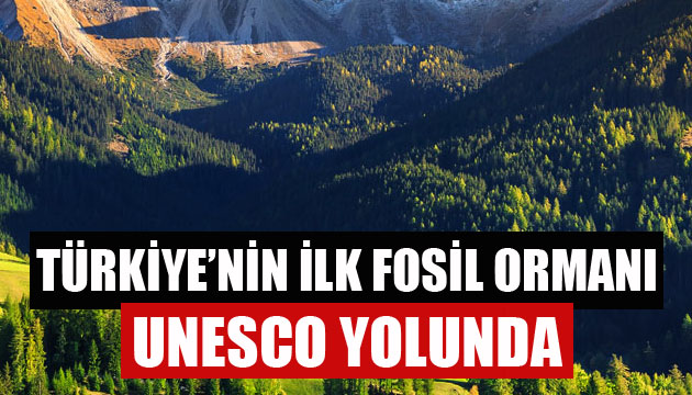 Türkiye nin ilk fosil ormanı UNESCO yolunda
